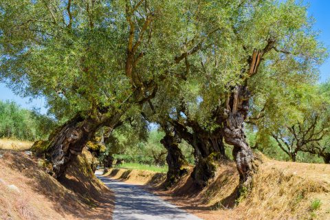 The,Old,Olive,Tree,Grove,Of,The,Zakynthos,Island,,